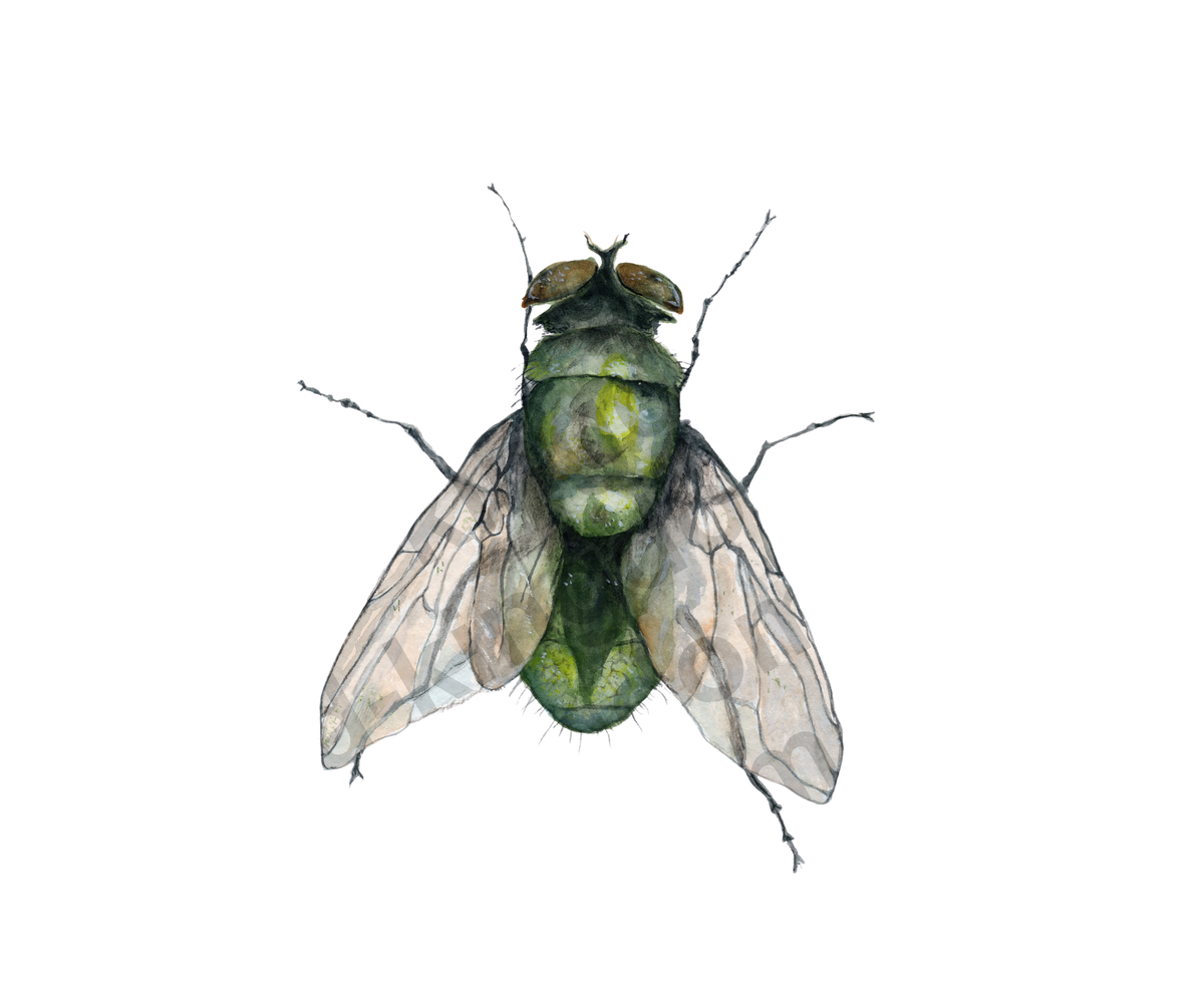fly#0006 - card