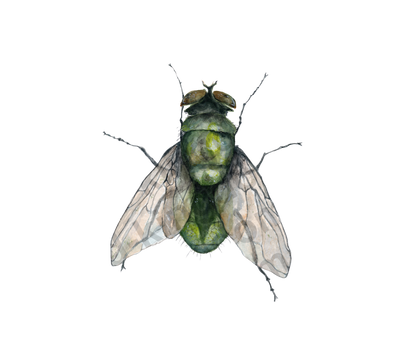 fly#0006 - card