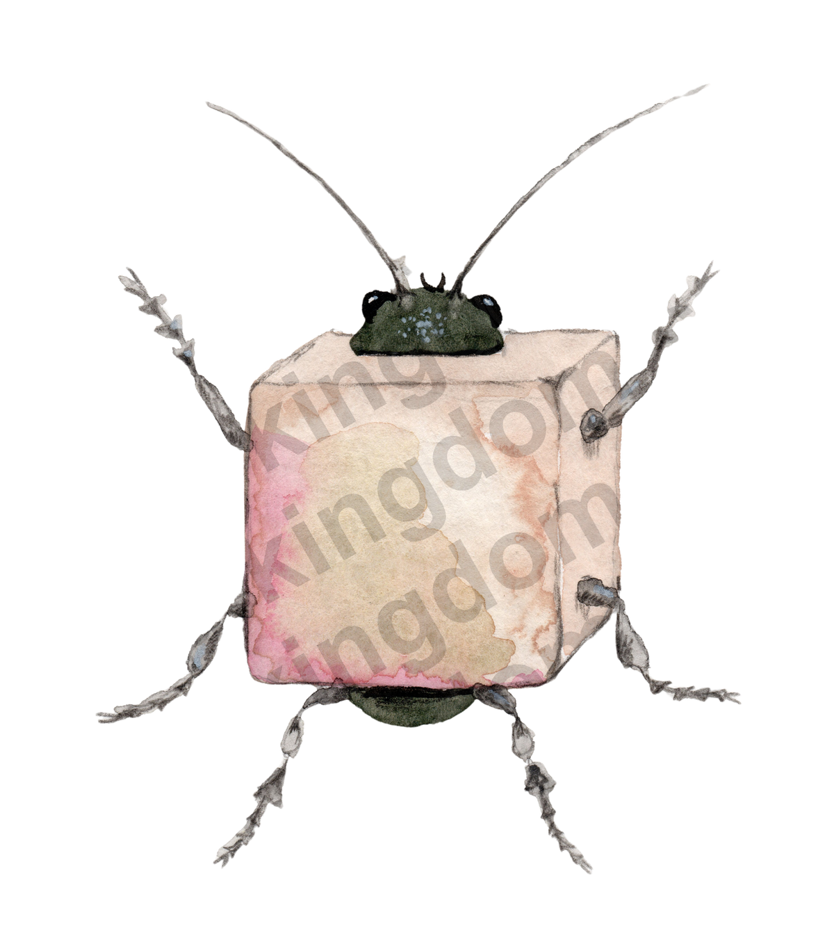 Bug in a Box