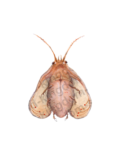 bug#0165- card