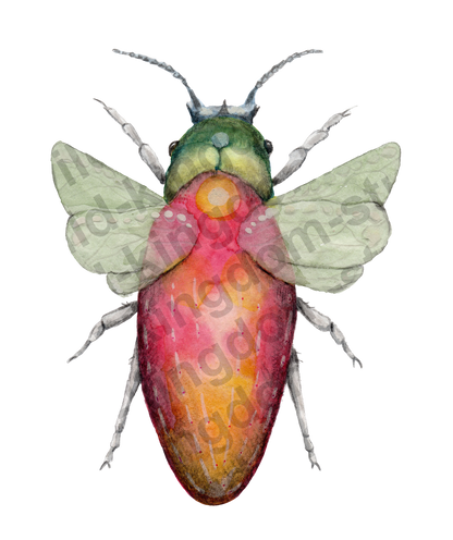 bug#0181 - card