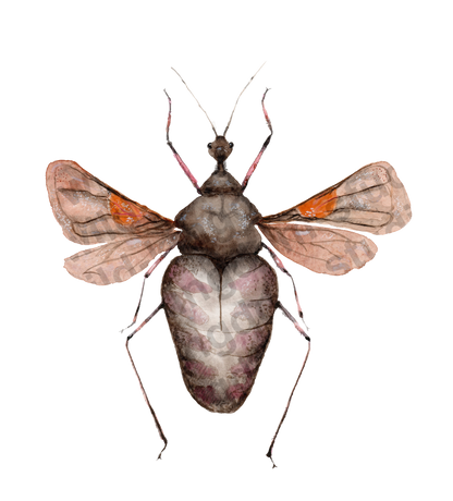 bug#0188 - card