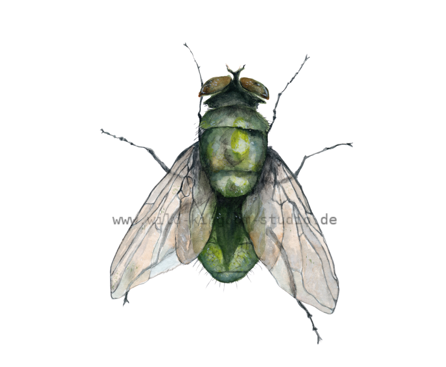 fly#0006 - card
