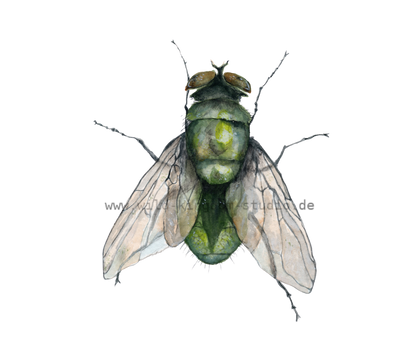 fly#0006 - card