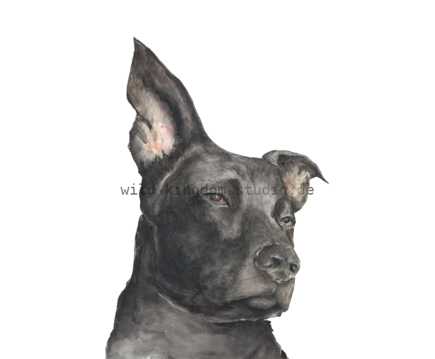Hund - Karte