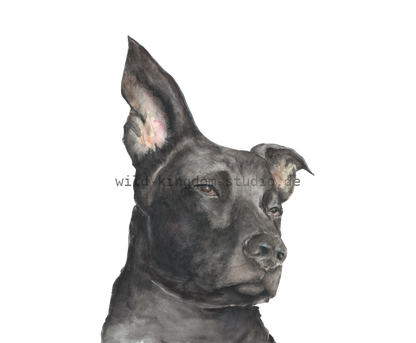 Hund - Karte