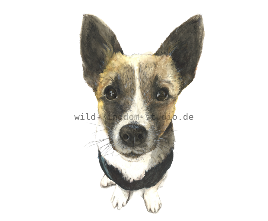 Hund Freddy - Karte
