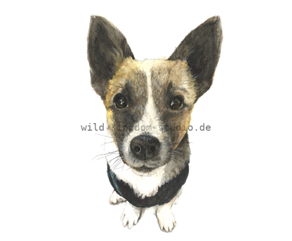Hund Freddy - Karte