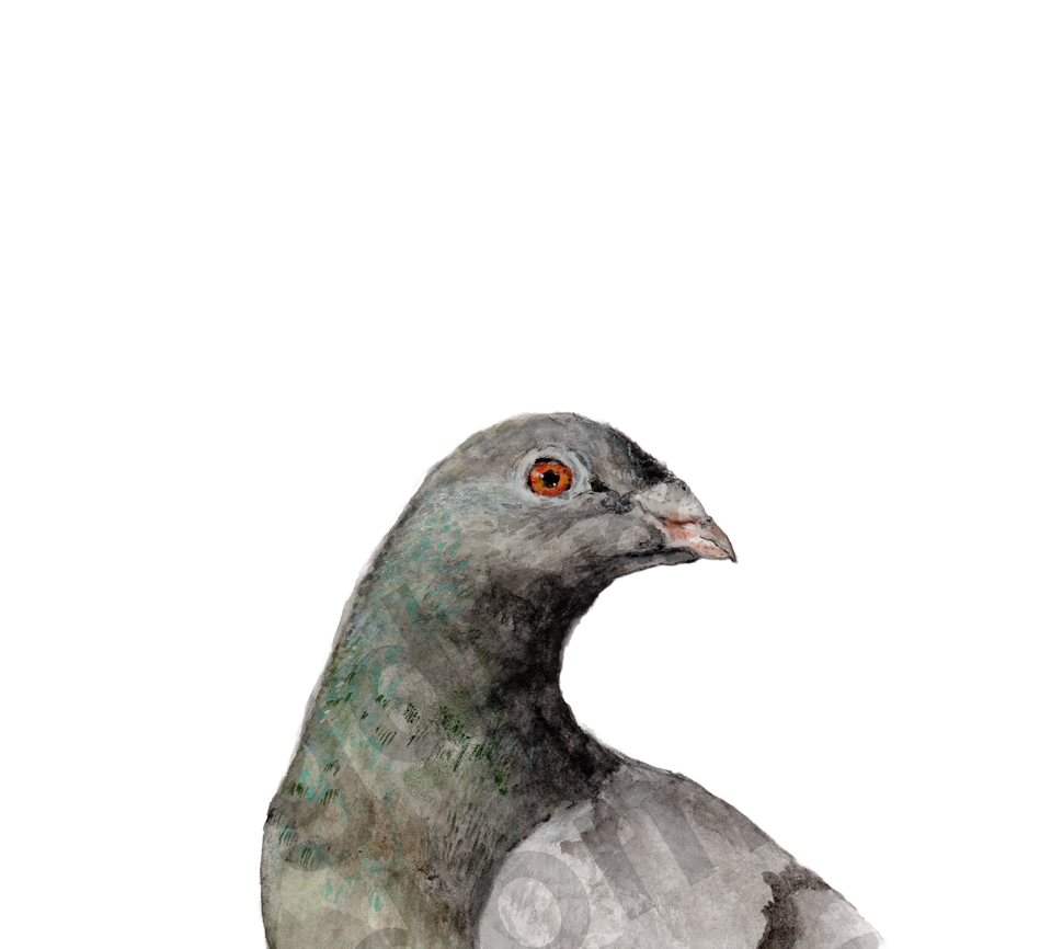 Taube - Karte