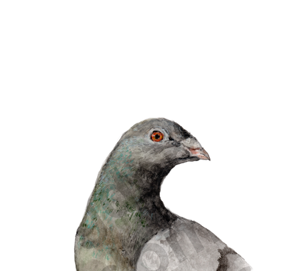 Taube - Karte