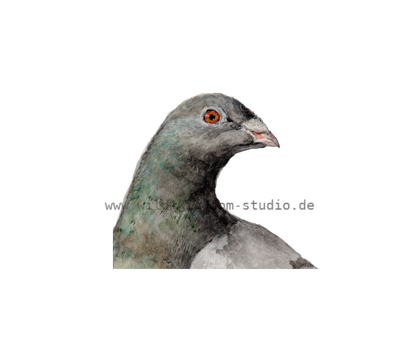 Taube - Karte