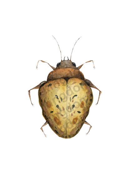bug#0002 - card