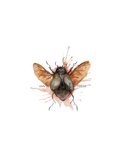 Splatter Splash Bug