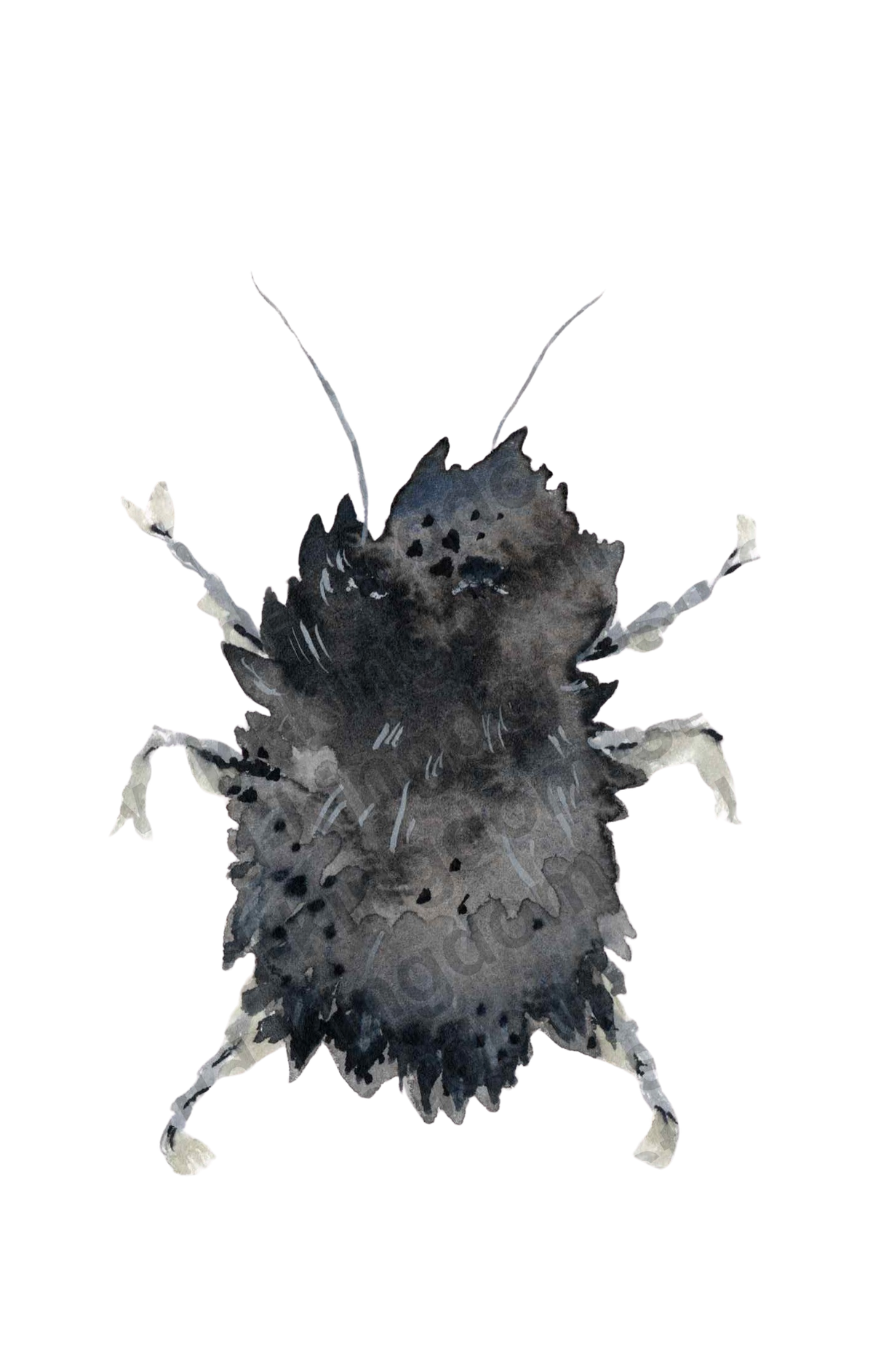 Dusty bug