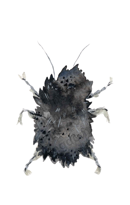 Dusty bug