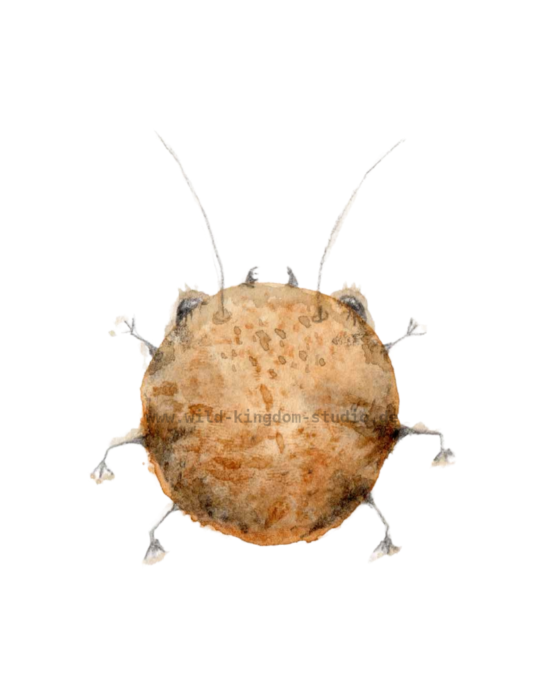 Cookie bug