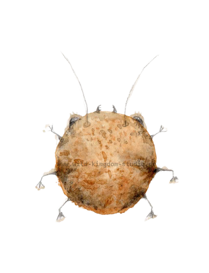 Cookie bug