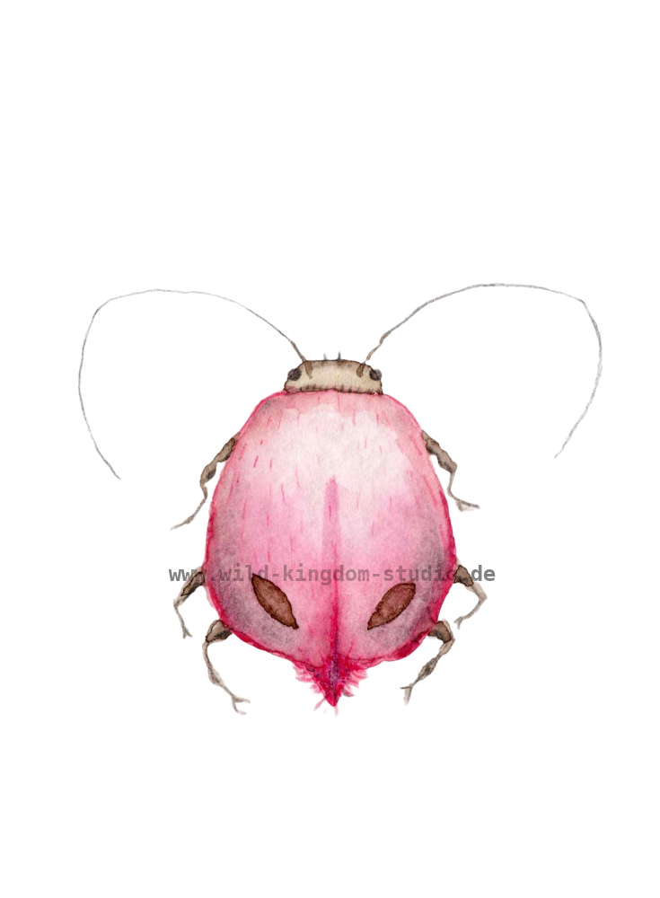 Rosie bug