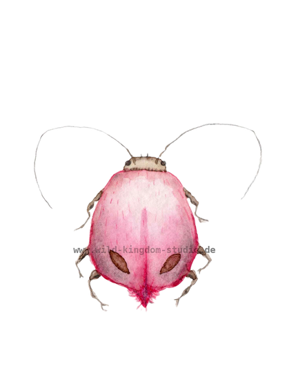 Rosie bug