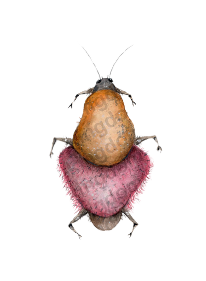bug#0030- card