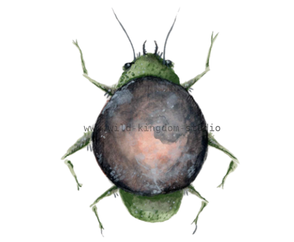 Moon Bug