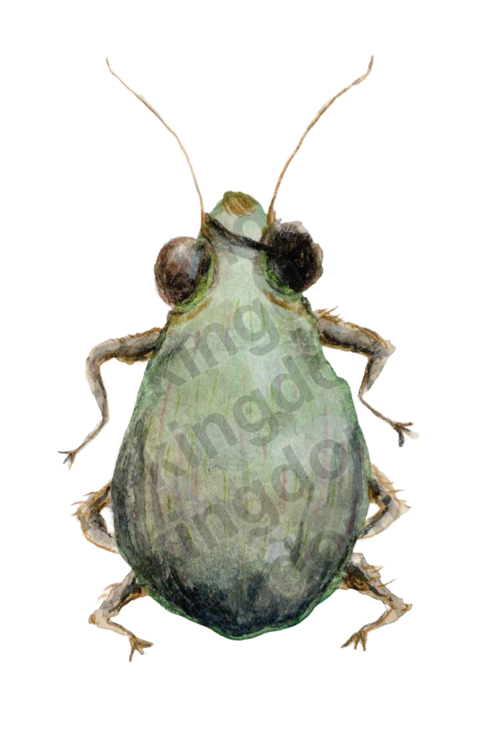Pirate Bug