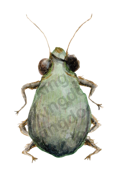 Pirate Bug