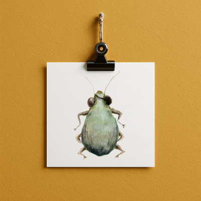 Pirate Bug