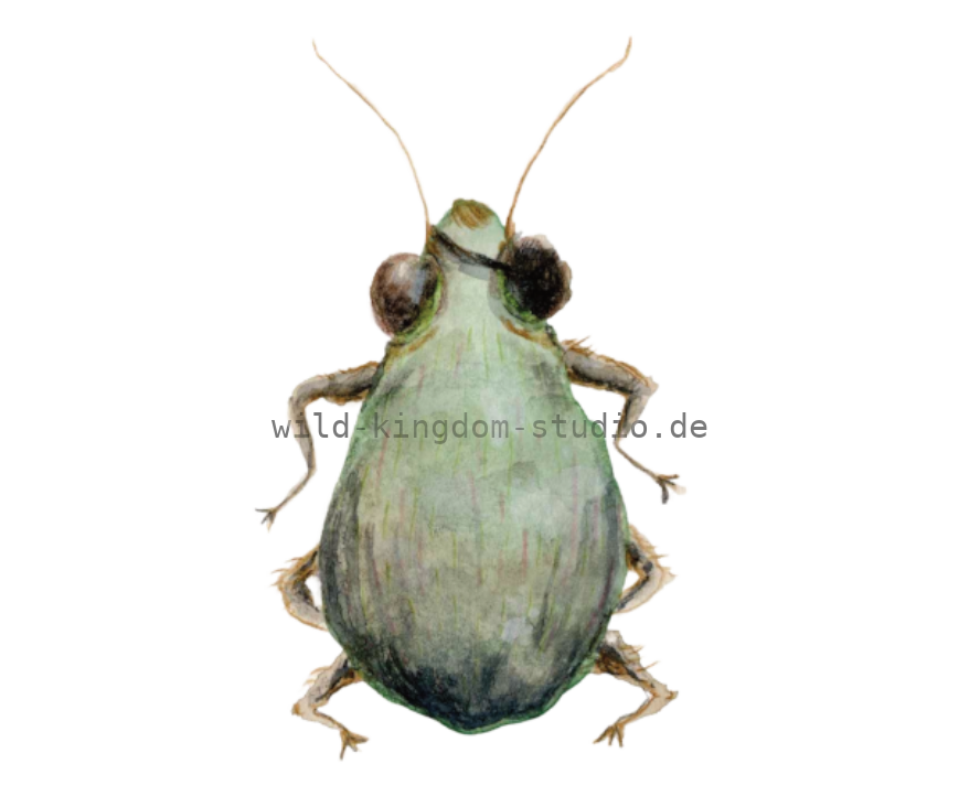 Pirate Bug