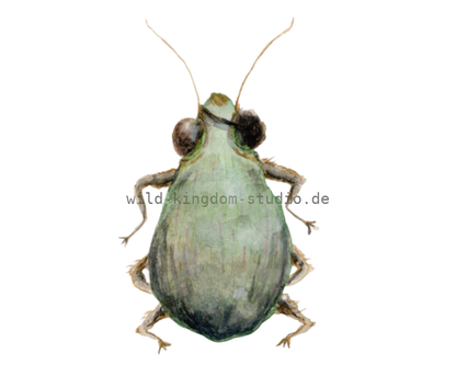 Pirate Bug