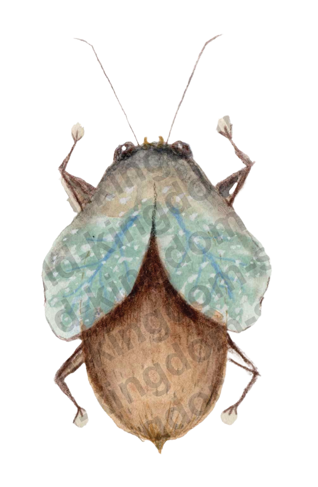 bug#0045 - card