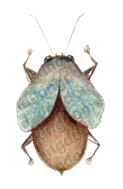 bug#0045 - card