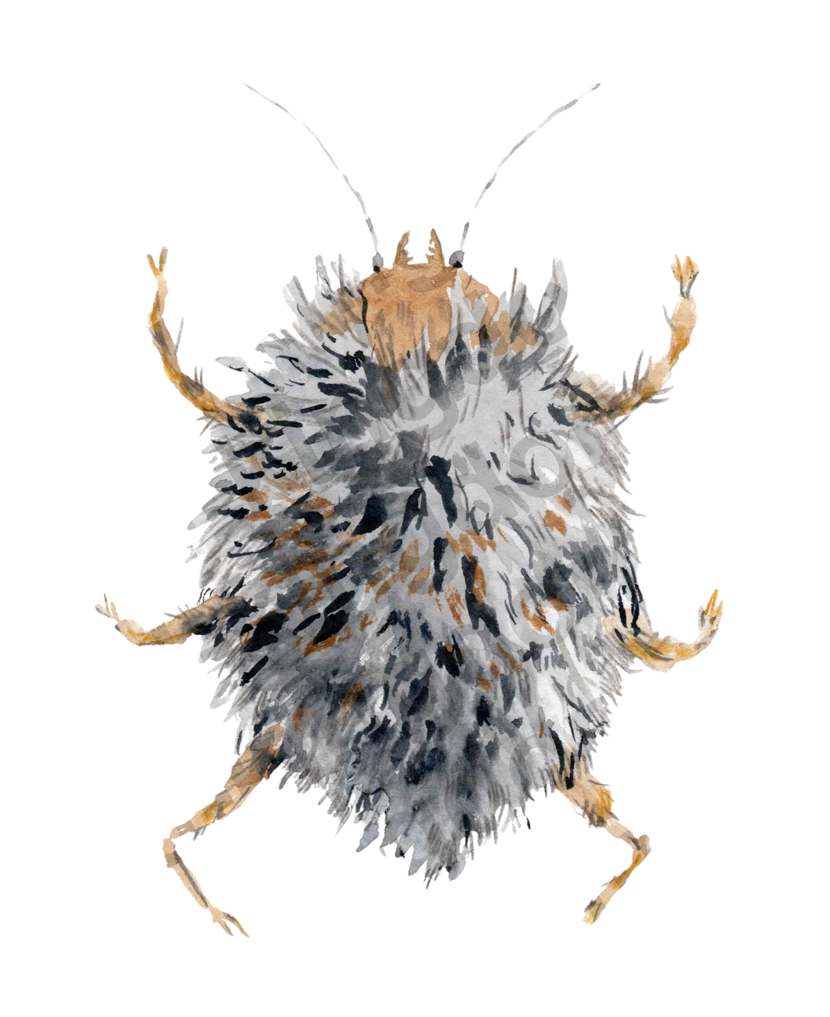 bug#0046 - card