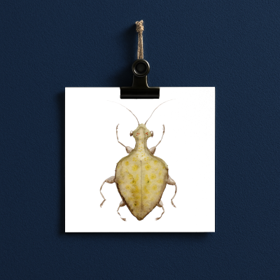 bug#0047 - card