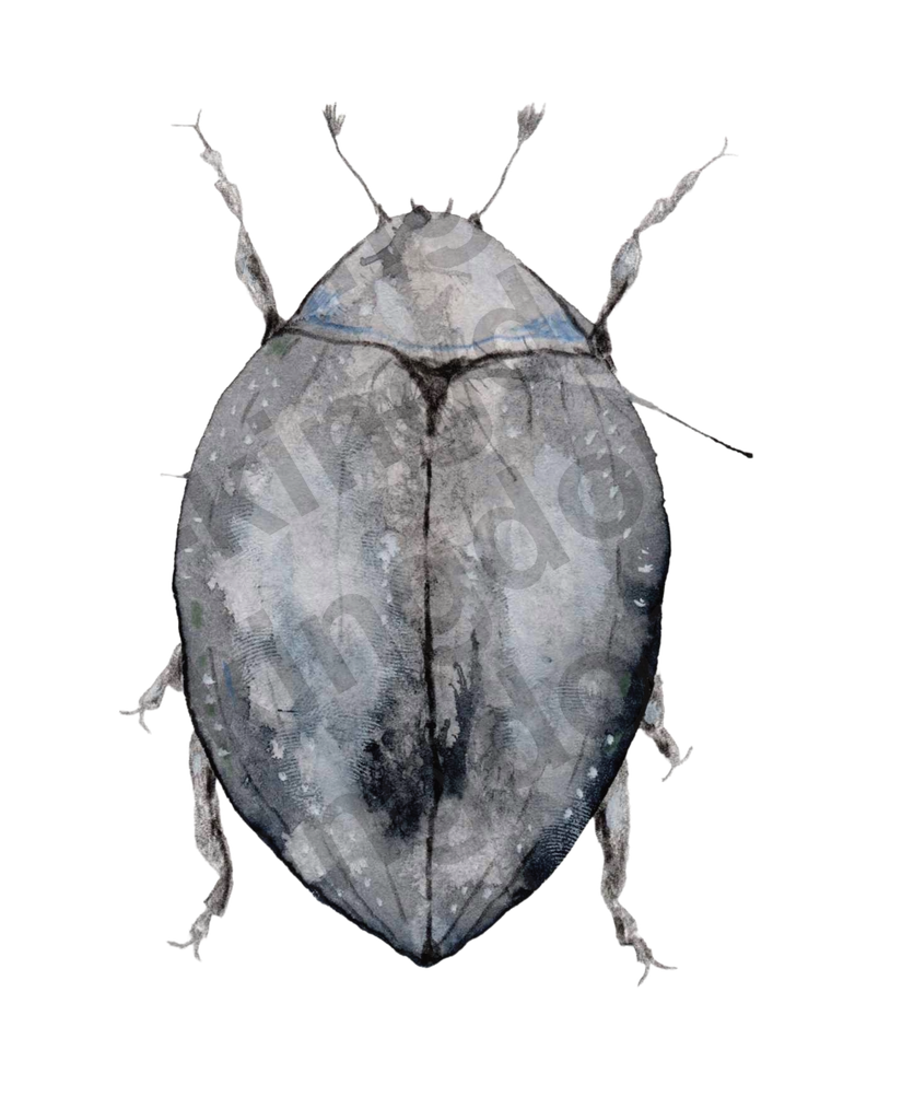 bug#0051 - card