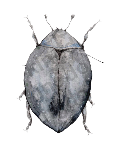 bug#0051 - card