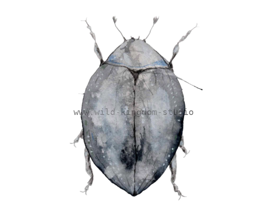 bug#0051 - card
