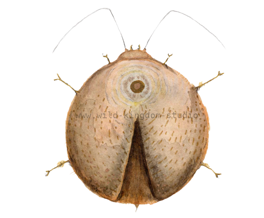 Zen Bug