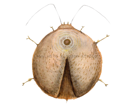Zen Bug