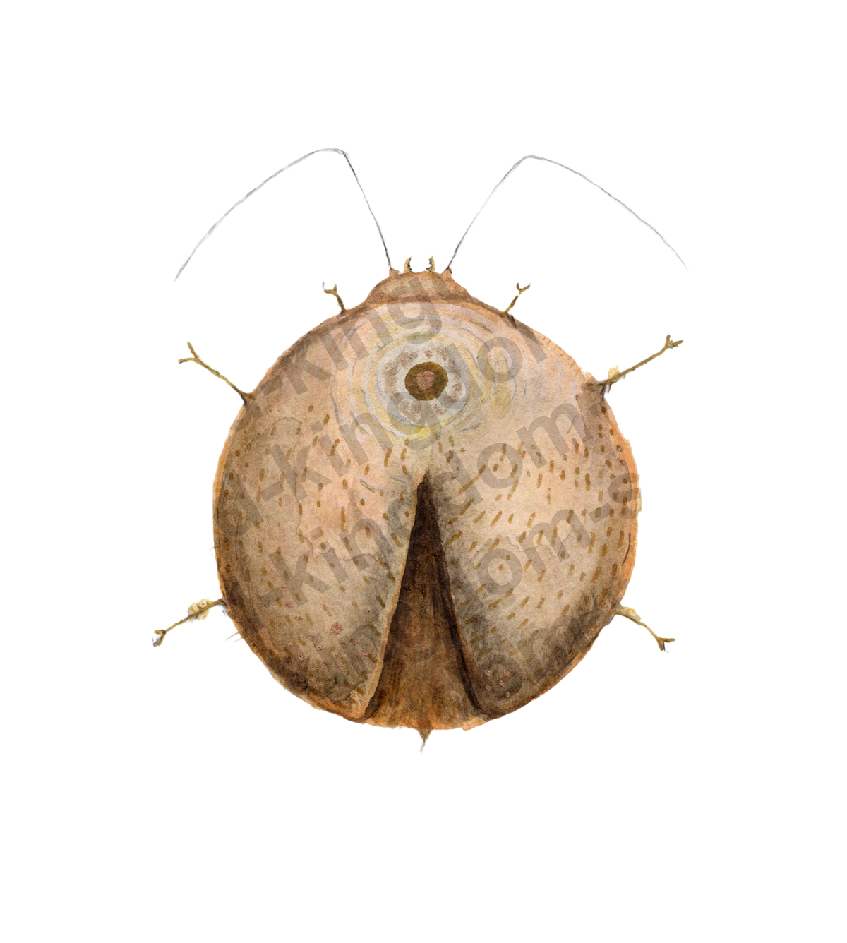 Zen Bug