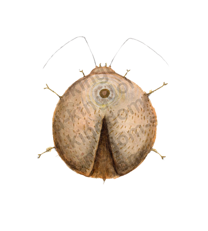Zen Bug