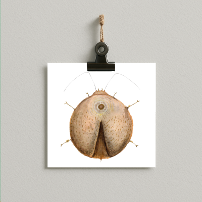 Zen Bug