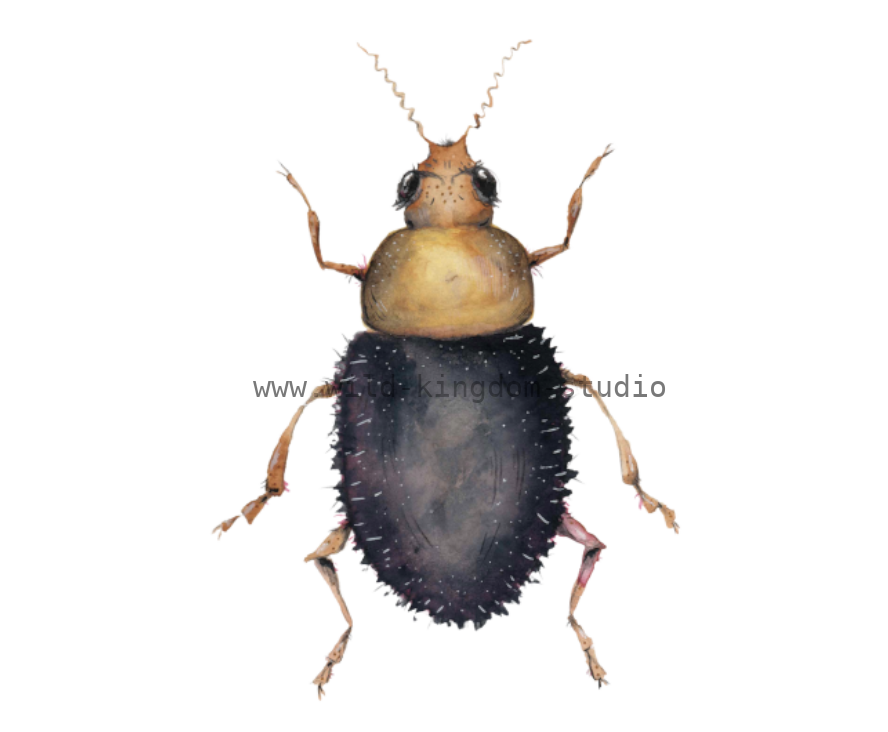 bug#0055 - card