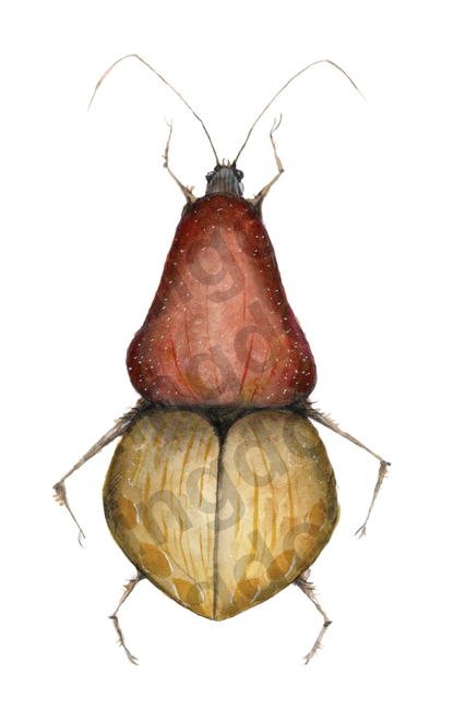 bug#0056 - card