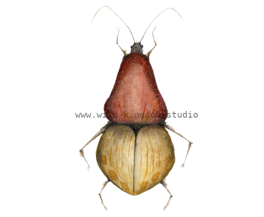bug#0056 - card