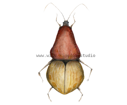bug#0056 - card