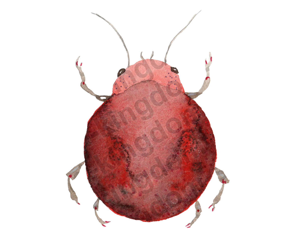 bug#0070 - card