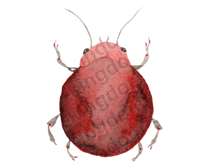 bug#0070 - card