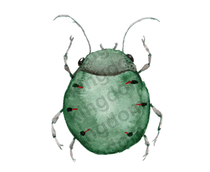 bug#0072 - card