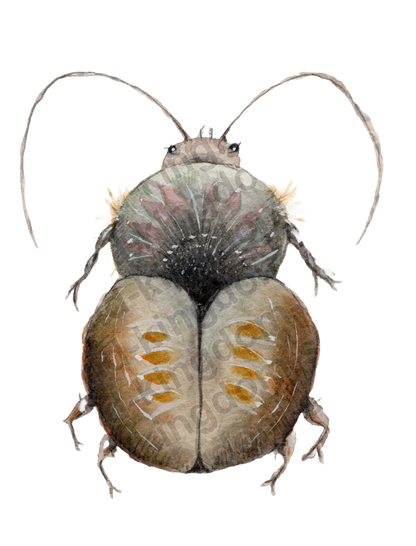 bug#0082 - card